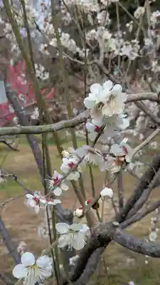 半木神社（賀茂別雷神社境外末社）(京都府)