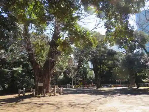 赤坂氷川神社の景色