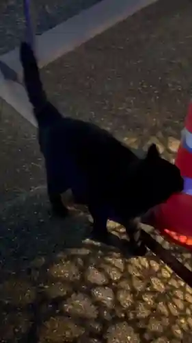 眞中神社の動物