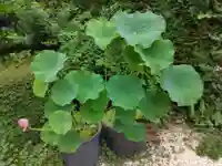 仙蔵寺(東京都)