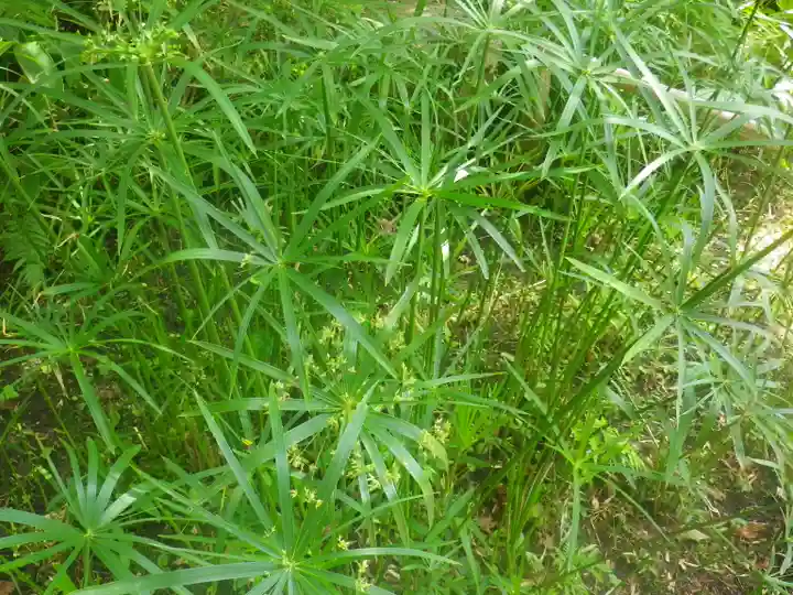 浄光明寺の自然