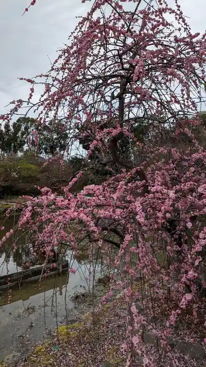 梅宮大社(京都府)