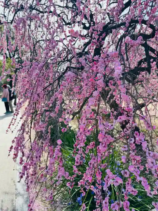 屯倉神社の{uncategorized: "未分類", other: "その他", undefined: "問題あり", building: "その他建物", grave: "お墓", sacred_gate: "鳥居", guardian: "狛犬", statue: "像", buddha: "仏像", history: "歴史", nature: "自然", garden: "庭園", animal: "動物", pagoda: "塔", temizu: "手水舎", mountain_gate: "山門・神門", sanctuary: "本殿・本堂", subordinate: "末社・摂社", art: "芸術", scenery: "景色", jizo: "地蔵", ema: "絵馬", goshuin: "御朱印", omikuji: "おみくじ", items: "授与品その他", amulet: "お守り", goshuincho: "御朱印帳", eats: "食事", festival: "お祭り", votive_dance: "神楽", shichigosan: "七五三参", wedding: "結婚式", experience: "体験その他", initially: "初詣", around: "周辺", anti_infection: "感染症対策"}