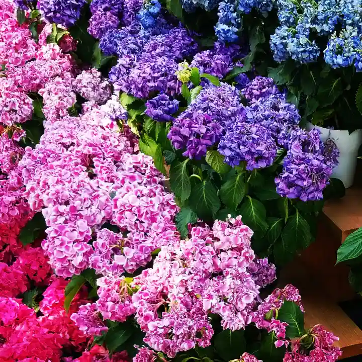 白山神社の庭園