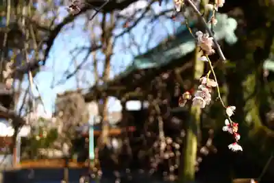 峯ヶ岡八幡神社(埼玉県)