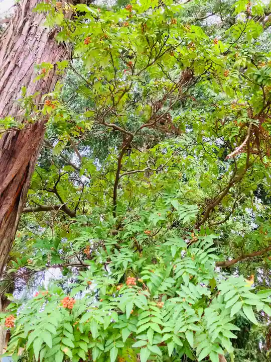 吉沼八幡神社(茨城県)