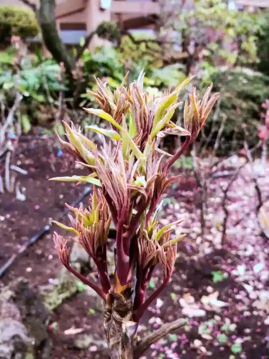 東長谷寺 薬王院(東京都)