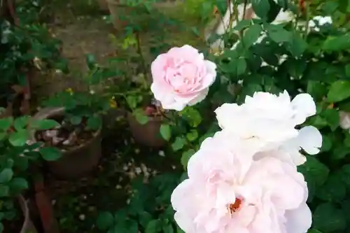 おふさ観音（観音寺）の庭園