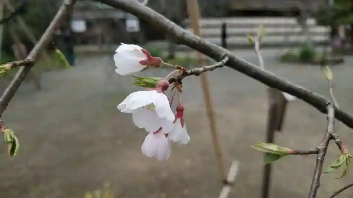 平野神社の自然