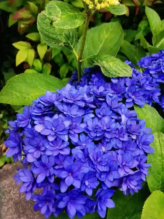 本郷氷川神社(東京都)