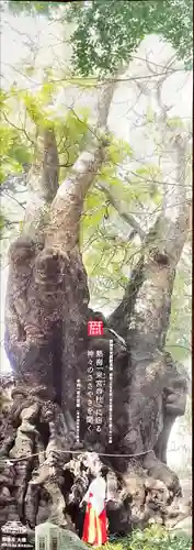 來宮神社(静岡県)