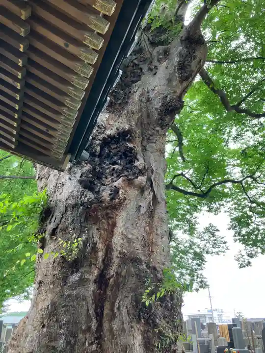 梅岩寺(東京都)