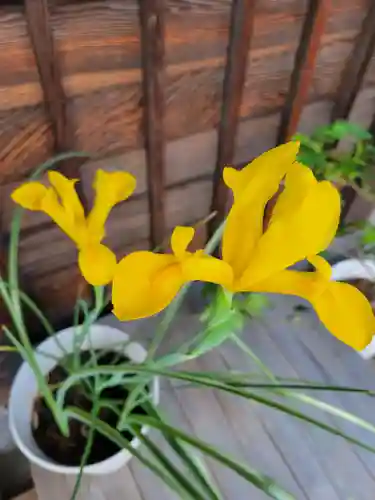 妙蓮寺(神奈川県)