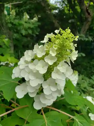 阿佐ヶ谷神明宮(東京都)