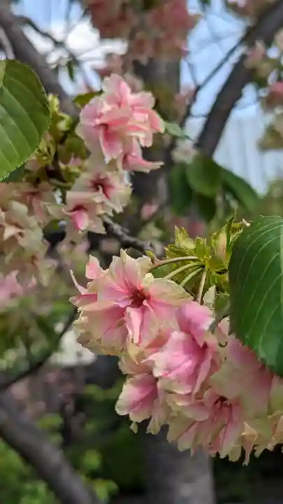 六孫王神社(京都府)