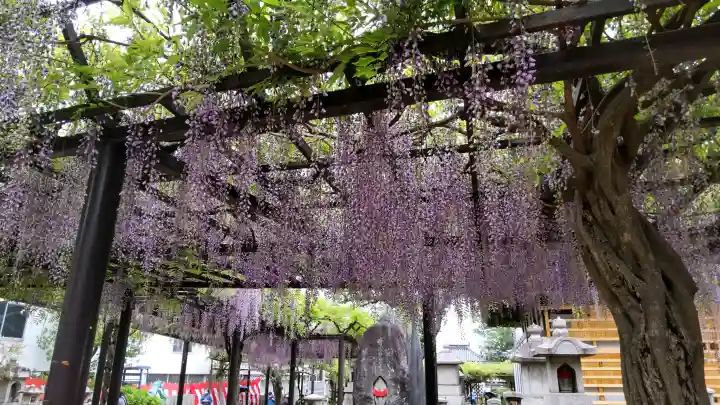 葛井寺の{uncategorized: "未分類", other: "その他", undefined: "問題あり", building: "その他建物", grave: "お墓", sacred_gate: "鳥居", guardian: "狛犬", statue: "像", buddha: "仏像", history: "歴史", nature: "自然", garden: "庭園", animal: "動物", pagoda: "塔", temizu: "手水舎", mountain_gate: "山門・神門", sanctuary: "本殿・本堂", subordinate: "末社・摂社", art: "芸術", scenery: "景色", jizo: "地蔵", ema: "絵馬", goshuin: "御朱印", omikuji: "おみくじ", items: "授与品その他", amulet: "お守り", goshuincho: "御朱印帳", eats: "食事", festival: "お祭り", votive_dance: "神楽", shichigosan: "七五三参", wedding: "結婚式", experience: "体験その他", initially: "初詣", around: "周辺", anti_infection: "感染症対策"}