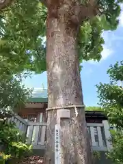 伊勢原大神宮(神奈川県)