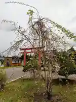 美瑛神社の自然