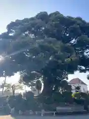 杉山神社の自然