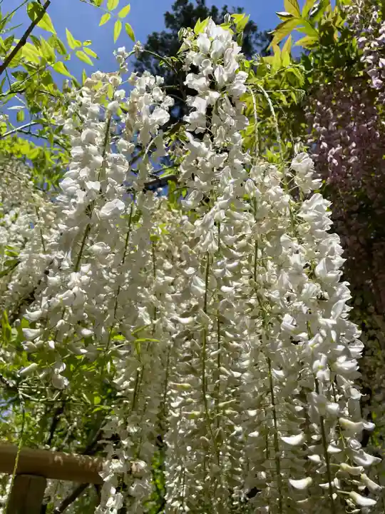 春日大社(奈良県)