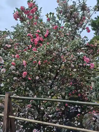 御香宮神社(京都府)