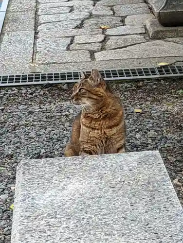 本満寺（本願満足寺）の動物