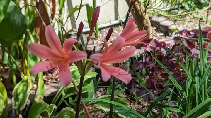 乾窓院(京都府)