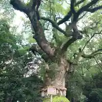 熱田神宮の自然