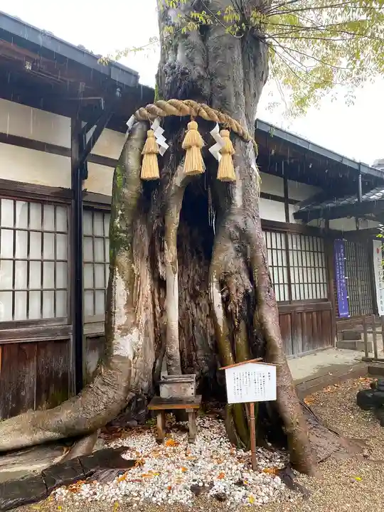 三輪坐恵比須神社の自然