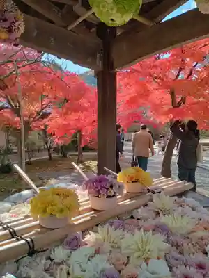 光明寺（粟生光明寺）(京都府)