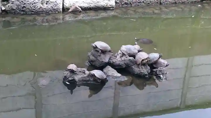 磐井神社の動物