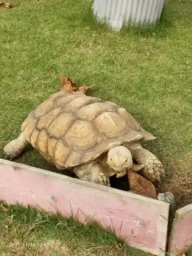 東本願寺本廟 牛久浄苑（牛久大仏）の動物