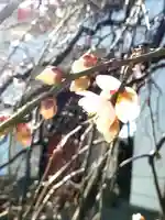 成願寺(東京都)