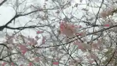 平野神社の自然