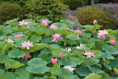 龍興寺（浮見観音）の自然