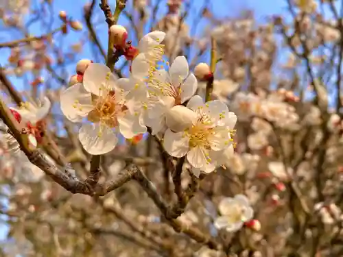 成田山新勝寺の自然