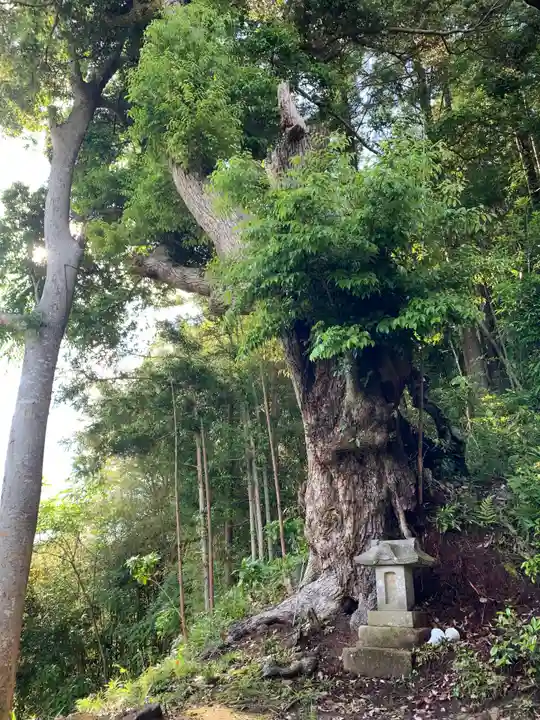 八幡神社の自然