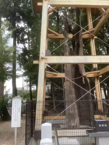 西八龍社の自然