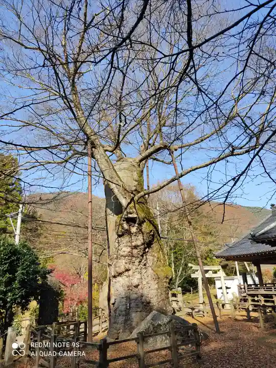 根古屋神社の自然