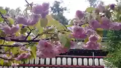 平野神社の自然