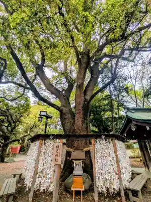 平塚八幡宮の{uncategorized: "未分類", other: "その他", undefined: "問題あり", building: "その他建物", grave: "お墓", sacred_gate: "鳥居", guardian: "狛犬", statue: "像", buddha: "仏像", history: "歴史", nature: "自然", garden: "庭園", animal: "動物", pagoda: "塔", temizu: "手水舎", mountain_gate: "山門・神門", sanctuary: "本殿・本堂", subordinate: "末社・摂社", art: "芸術", scenery: "景色", jizo: "地蔵", ema: "絵馬", goshuin: "御朱印", omikuji: "おみくじ", items: "授与品その他", amulet: "お守り", goshuincho: "御朱印帳", eats: "食事", festival: "お祭り", votive_dance: "神楽", shichigosan: "七五三参", wedding: "結婚式", experience: "体験その他", initially: "初詣", around: "周辺", anti_infection: "感染症対策"}