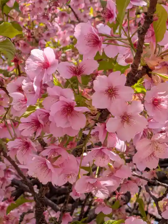 新井薬師(梅照院)(東京都)