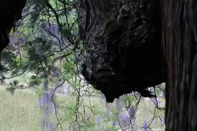 熊野大権現堂の自然