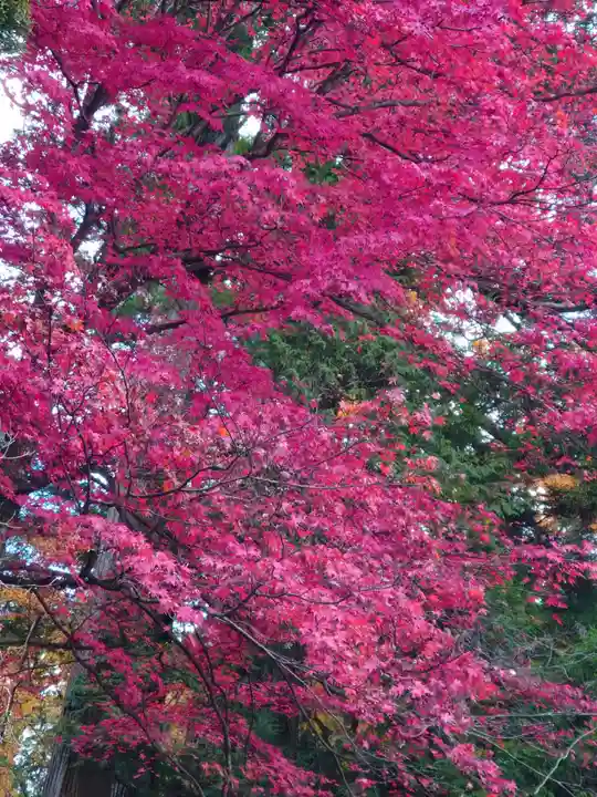 日光東照宮の自然