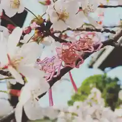 早稲田神社のお守り