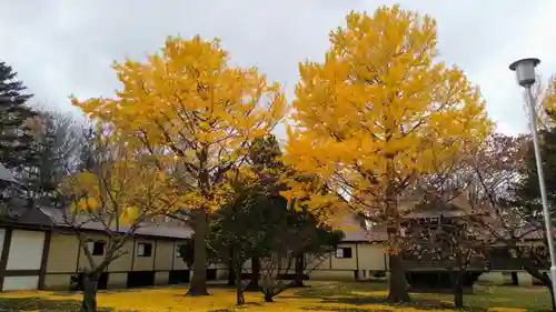 岩内神社の自然