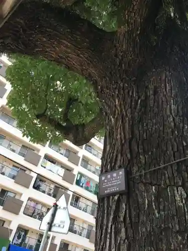 八幡神社の自然