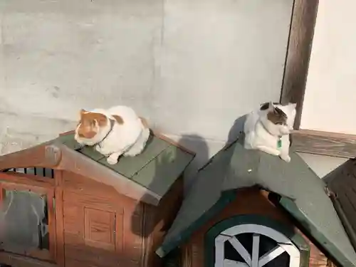 御誕生寺（猫寺）の動物