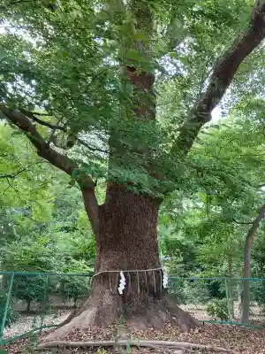 泉穴師神社(大阪府)