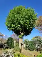 貞昌院の自然